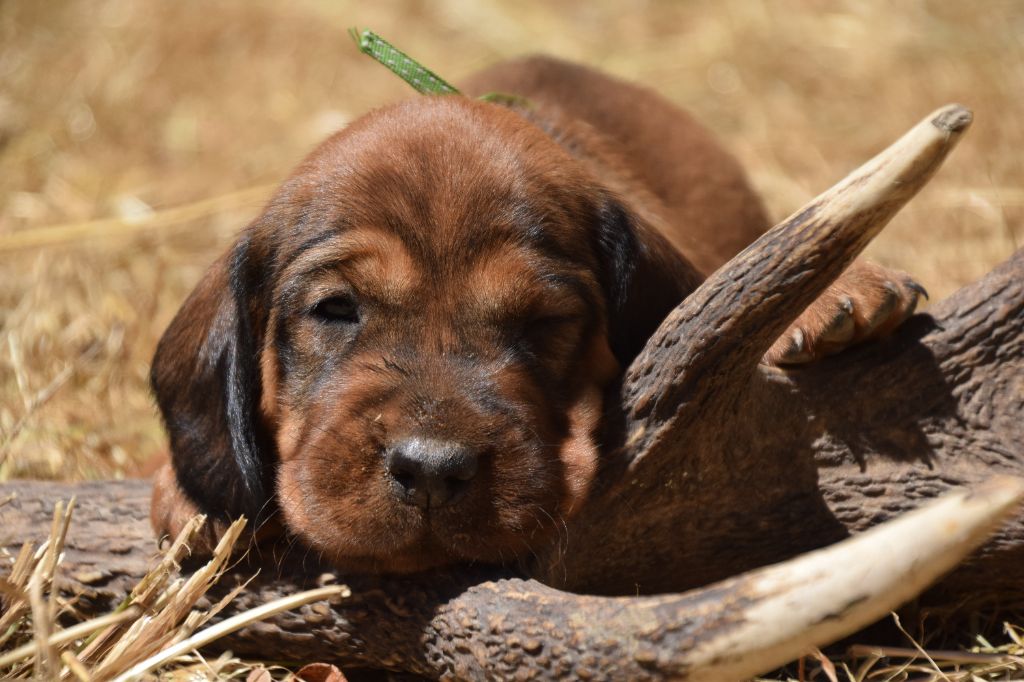 Du Val Des Houchis - Chiots disponibles - Basset des Alpes