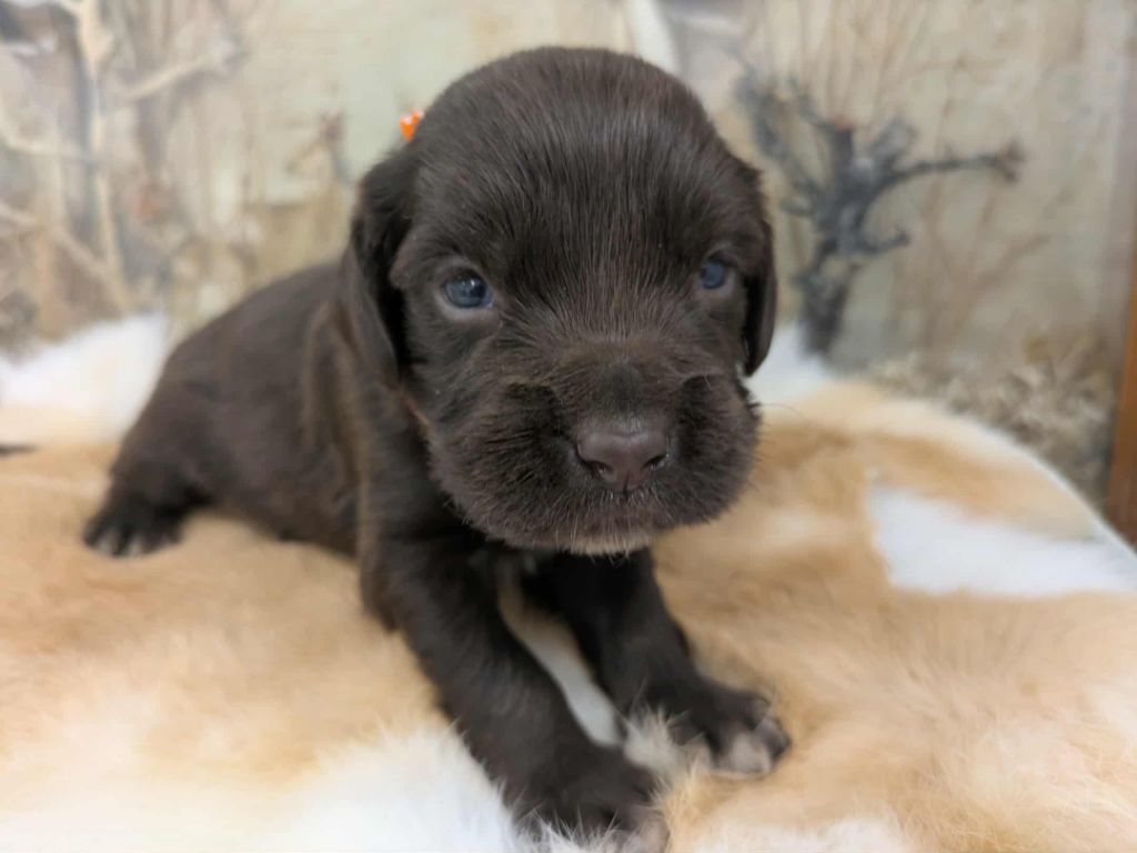 Du Val Des Houchis - Chiots disponibles - Chien d'Oysel allemand