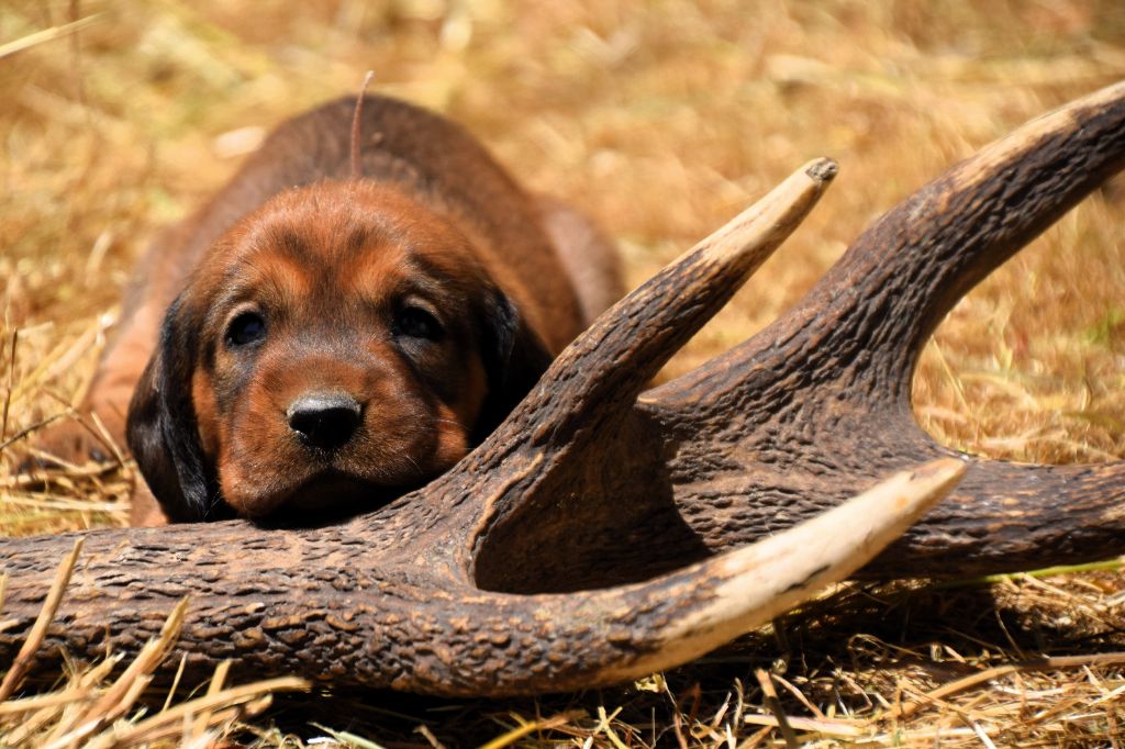 Du Val Des Houchis - Chiots disponibles - Basset des Alpes