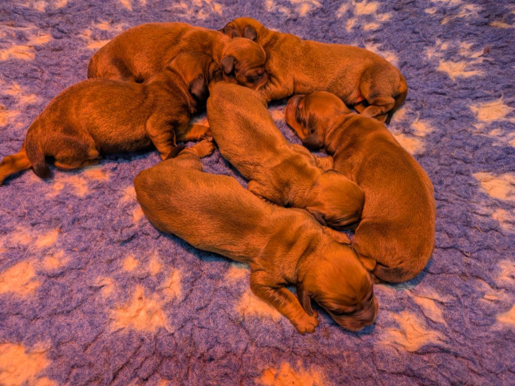 Chiot Basset des Alpes Du Val Des Houchis