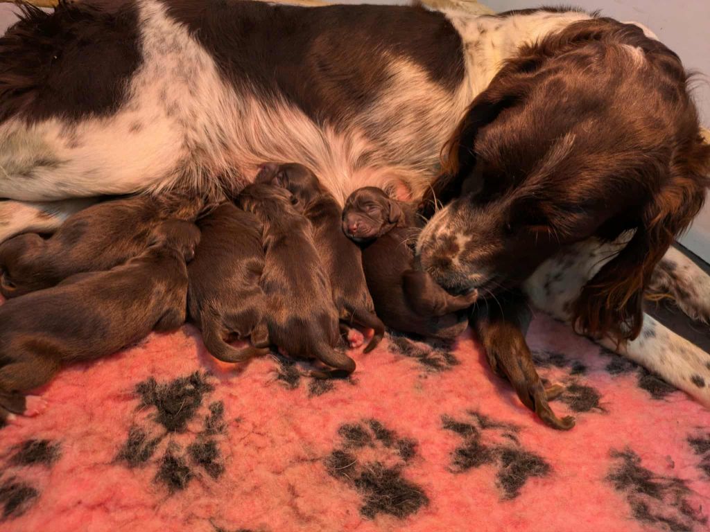 Du Val Des Houchis - Chien d'Oysel allemand - Portée née le 26/09/2025