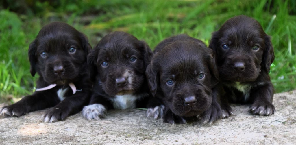 Chiot Chien d'Oysel allemand Du Val Des Houchis