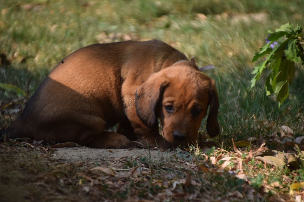 Du Val Des Houchis - Chiots disponibles - Basset des Alpes